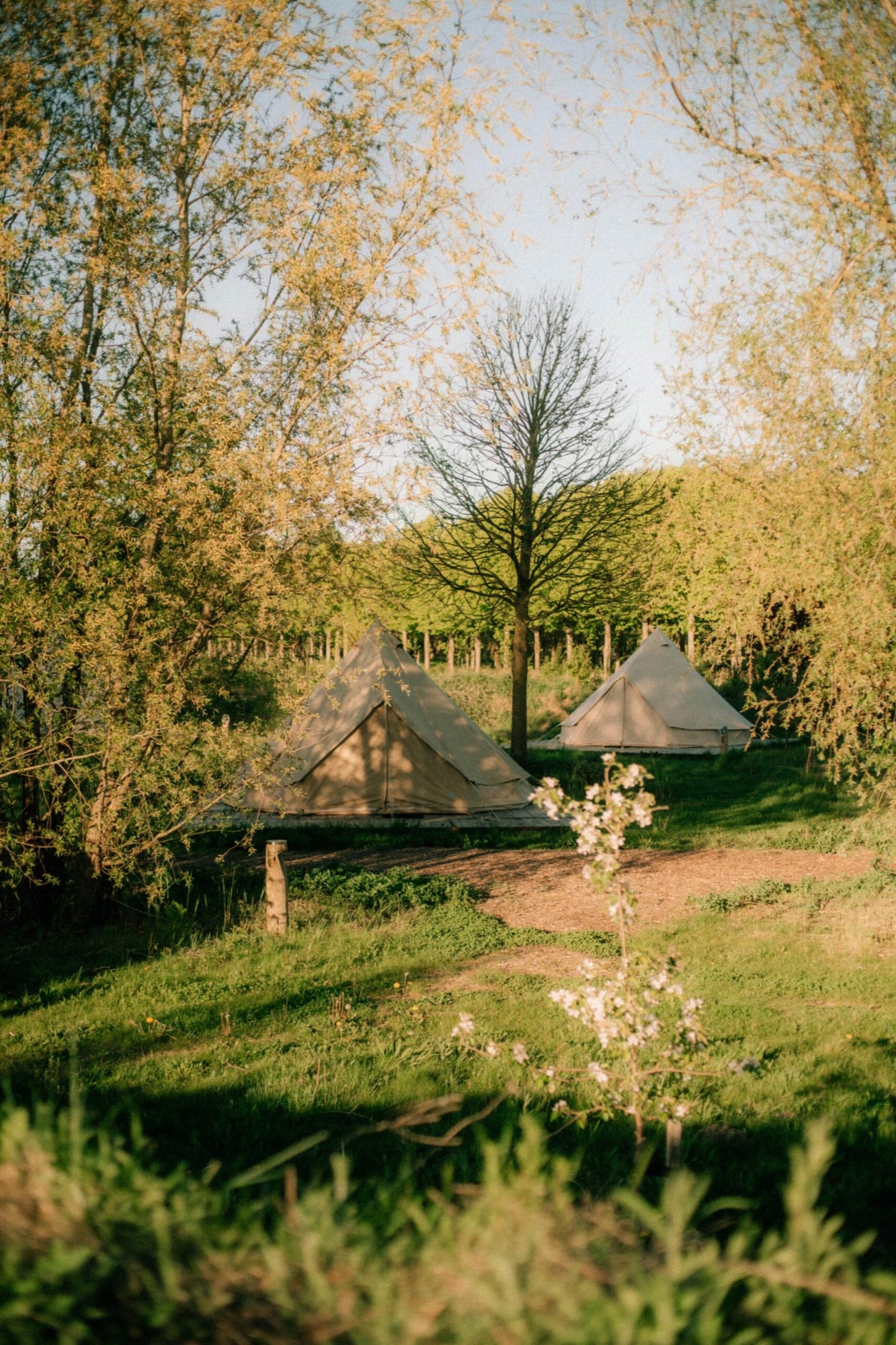 Glamping tents under the trees
